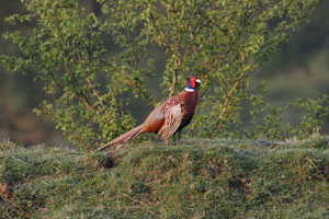 Pheasant by Neil Salisbury Betty Fold